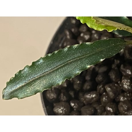Bucephalandra sp. from "Mangat" [MF0417-2A] ②