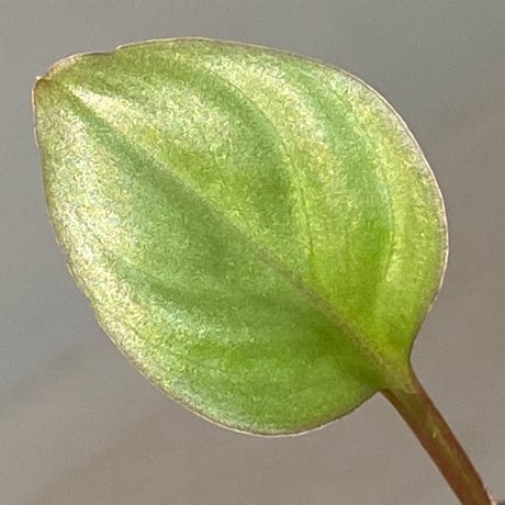 Homalomena 'Rec1-29' K0718-f1 [KZT]