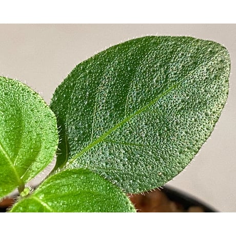 Gymnostachyum sp. from Tigalingga [HW0219-02-f1]