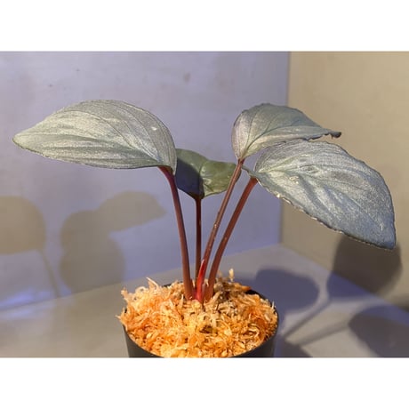 Homalomena sp. "Imperial Japanese Navy" from Resum P.Lingga [AZ0517-11]