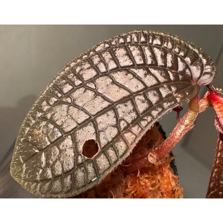 Sonerila sp. from Bukit Biru West Kalimantan