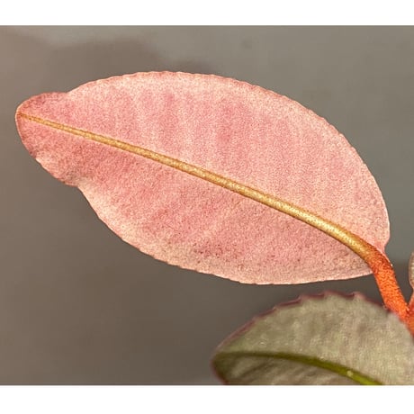 Labisia sp. from Riau