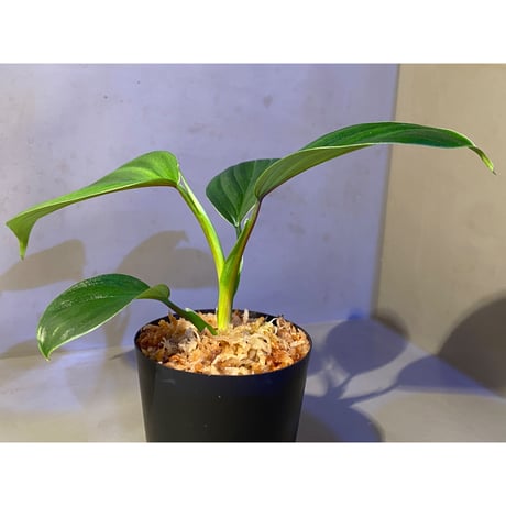 Philodendron sp. from Iquitos Peru [tanakay]