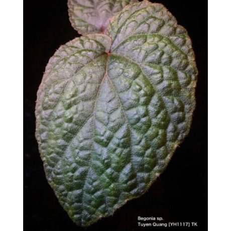 Begonia sp. from Tuyen Quang [YH1117] TK