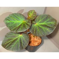 Begonia sp. from  Manaus