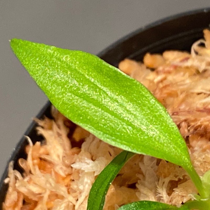 Homalomena plicata '蛇腹' Aceh sumatera [LA0217-0