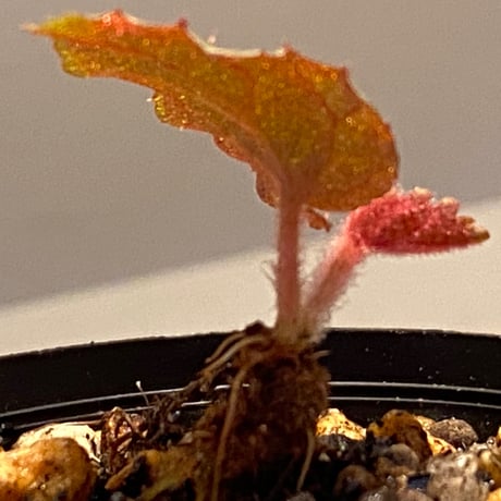 Begonia sp. from Tuyen Quang [YH1117] TK