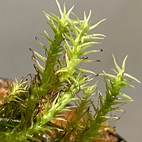 Moss "Sumatra utara" Sumatra [TB] ①