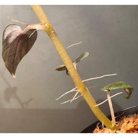 Peperomia sp. from Iquitos Peru Feb 2023 [tanakay]