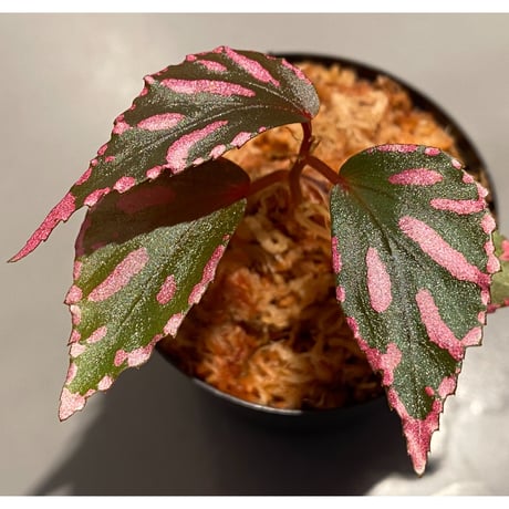 Begonia sp. ぼっち株 from Julau [R1214-01b]