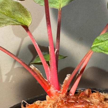 Homalomena sp. from Tawau [TK071116-1]