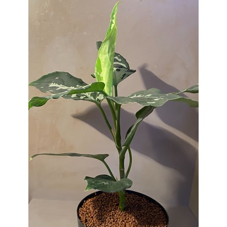 Aglaonema pictum "しるば〜らいん" from Aceh sumatera [LA1218-01b]