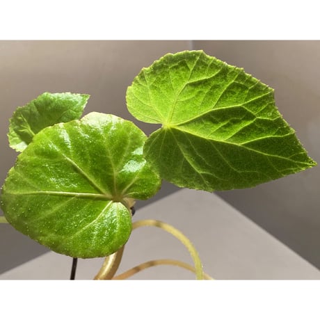 Begonia sp. from Ha  Noi [TK140617]