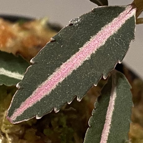 Labisia sp. from Kapuas hulu Kalimantan barat