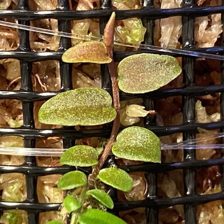 Marcgravia sp. from Colombia [LA0316-03]