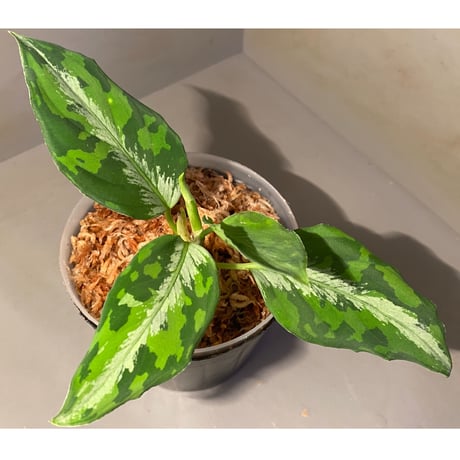 Aglaonema pictum "マルチカラー白玉" D.F.S from Sumatera barat [AZ0912-1]