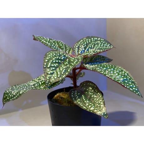 Sonerila sp. wf1 from Phang Nga Thailand [KZT]