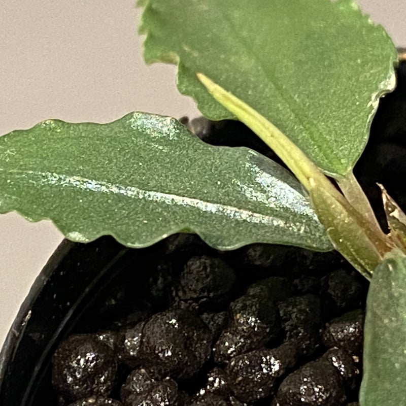 【HW便】Bucephalandra sp.\"Sintang-1D\" Bucephalandra sp. Sintang APF Aquarium Plants Factory®