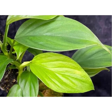 Philodendron sp. from Iquitos Peru [tanakay]