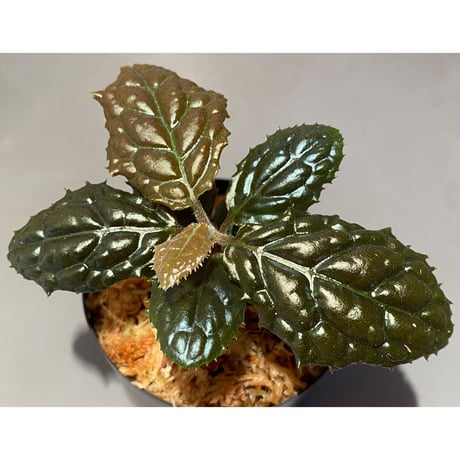 Ardisia sp. from Bengkulu [LA0315-1]