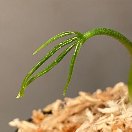 Anthurium aff. eminens ①