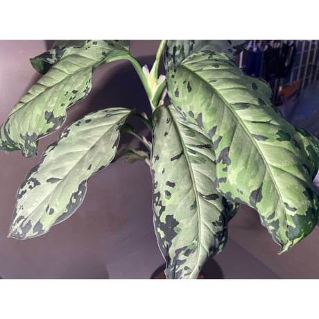 Aglaonema pictum " White-Devil" from Sumatera  Barat [AZ0413-2]