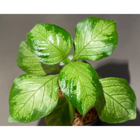 Gymnostachyum sp. "type C" f1 from Aceh Selatan [HW0816-02]