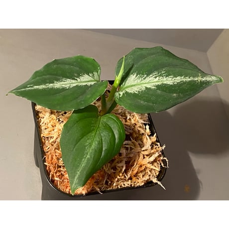 Aglaonema pictum tricolor DFS from Sumatera Barat [AZ0912-1]