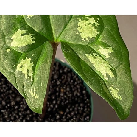 Ulearum donburnsii