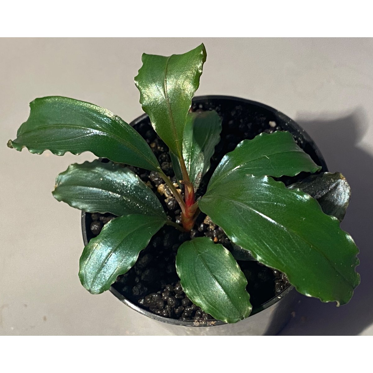 ブセファランドラ  シルバーベンティー　Bucephalandra AQUA FORTUNE on X: 