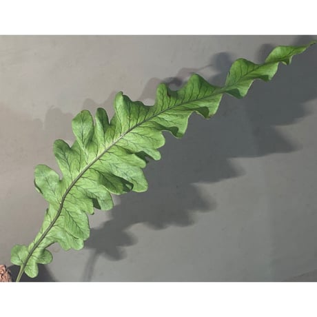 Serpocaulon semipinnatifidum from Ecuador 伊藤蟻植物農園 ②