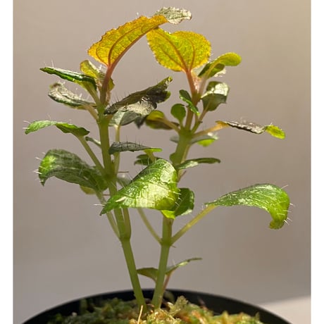 Phylagathis sp. from Cao Bang. Vietnum