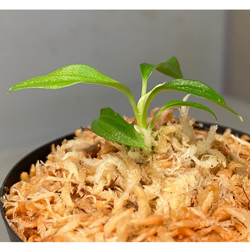 Homalomena plicata '蛇腹' Aceh sumatera [LA0217-0