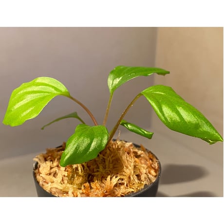 Homalomena sp. 赤A from Sepuluh Koto [TK061117-wf1] KZT