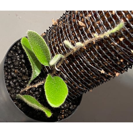Pyrrosia nummularifolia from Santa Fe Luzon Philippines [KSB]