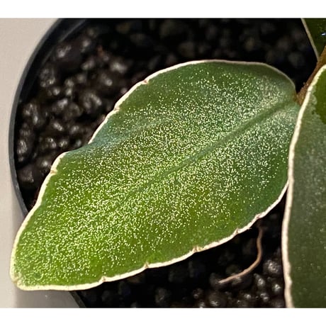 Ardisia malauiana from Sanggau kalimantan