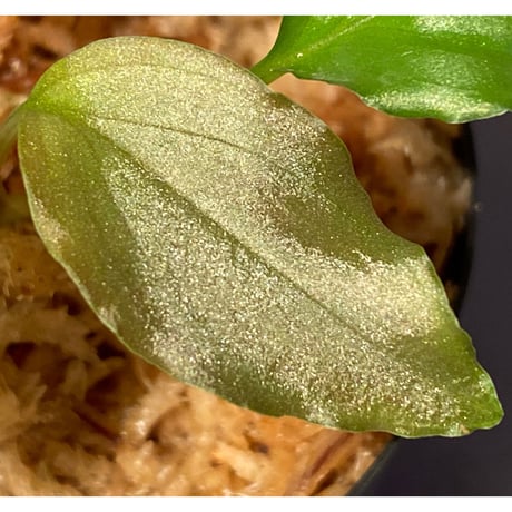 Homalomena sp. "Silver Bullet" from Pulau Lingga [AZ0917-1]