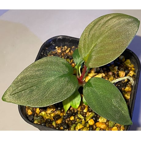 Homalomena sp. from West Kalimantan