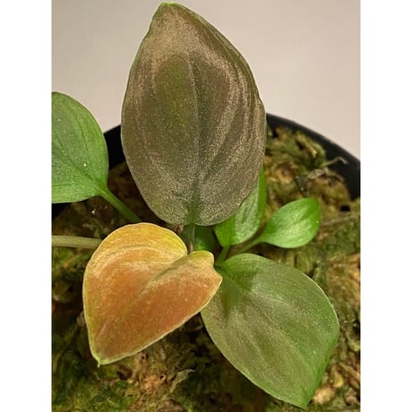 Homalomena sp. from Lundu [TK231017]