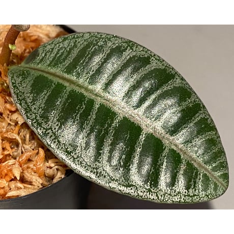Labisia sp. from Riau