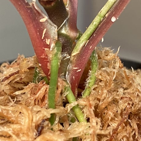 Homalomena sp. "Platinum Velvet" from Kepulauan Riau [KN]②