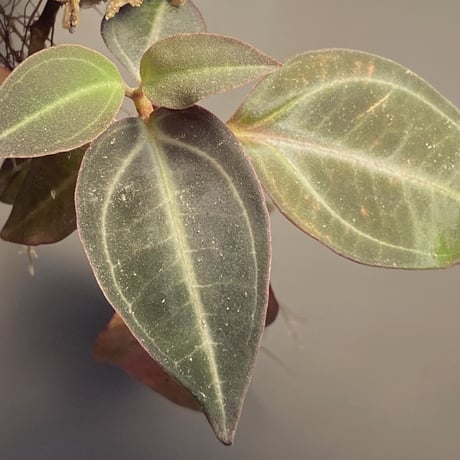 Pachycentria sp. from  Selangor