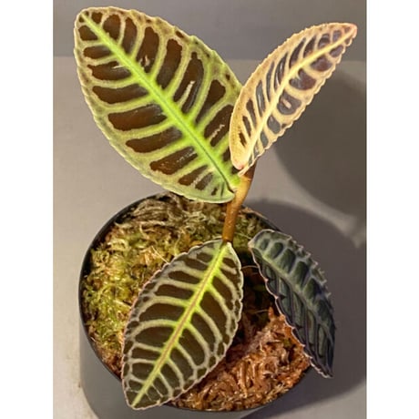 Emblemantha urnulata (Labisia sp.) from Riau sumatera [LA0815-01]