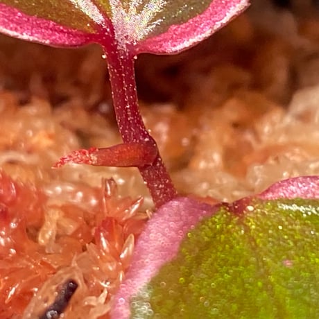Begonia sp. "Crazy pink" from Lampung sumatera [LA1118-03]
