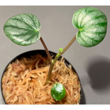 Peperomia sp. from Colombia [tanakay]