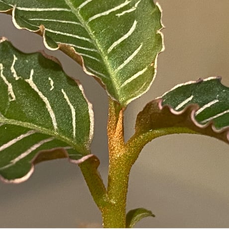 Ardisia sp. from Perlis Malaysia