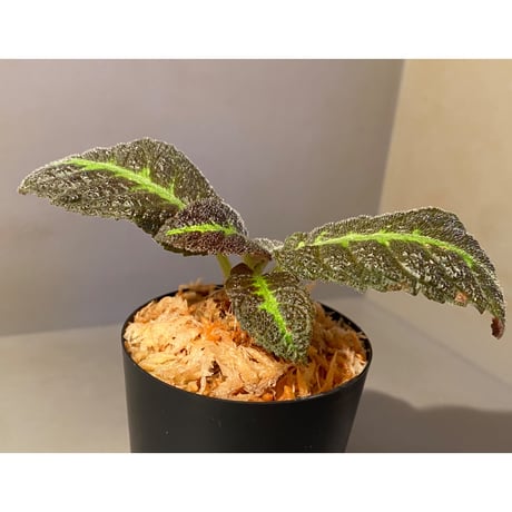 Nautilocalyx picturatus