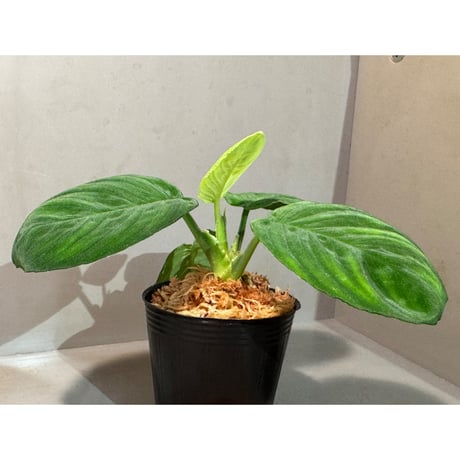 Homalomena sp. from Aceh Sumatera