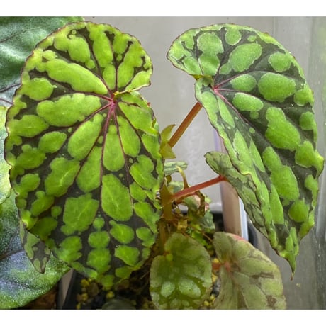 Begonia chlorosticta (Green) from Borneo Sarawak