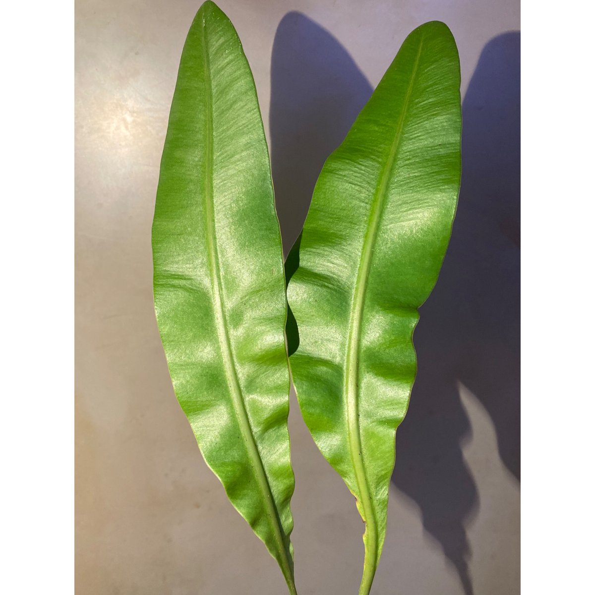 Elaphoglossum lanceolatum sp1 | M・R・G・R